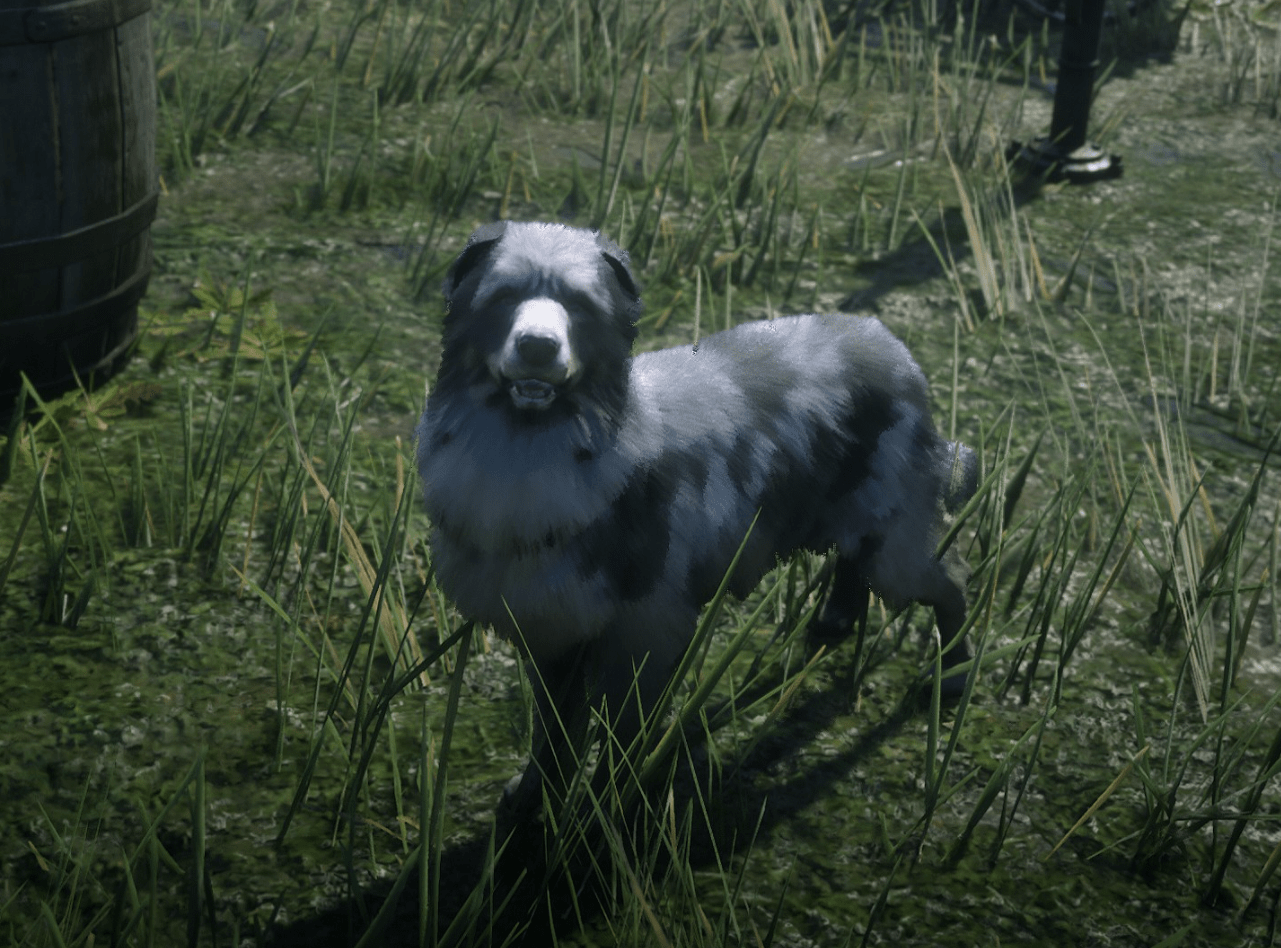 collie_300_tl-min.PNG