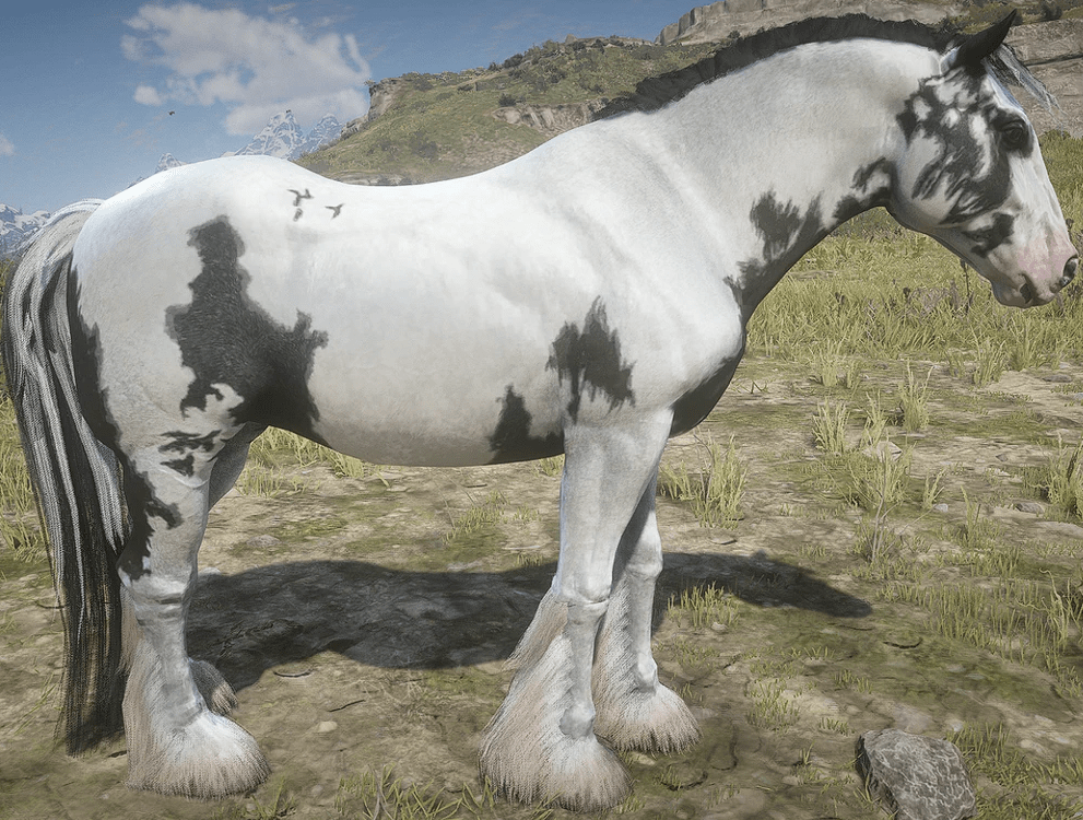 splashed_piebald-min.PNG